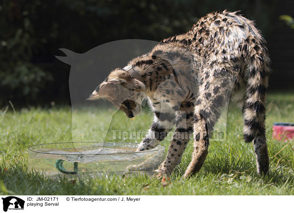 spielender Serval / playing Serval / JM-02171