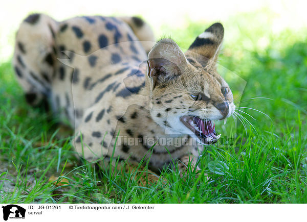 Serval / serval / JG-01261