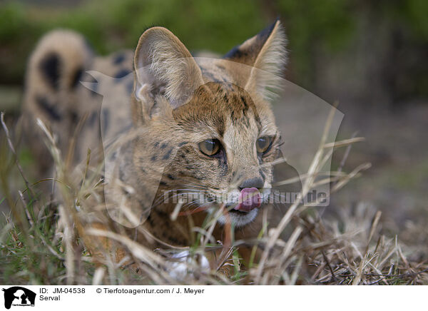 Serval / Serval / JM-04538