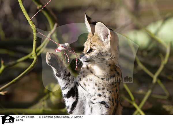 Serval / JM-04586