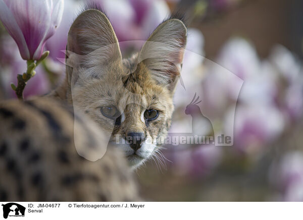 Serval / Serval / JM-04677