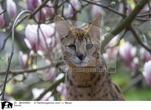 Serval / JM-04690