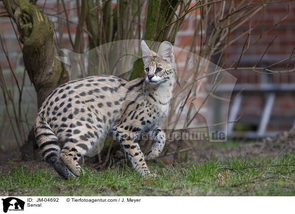 Serval / Serval / JM-04692