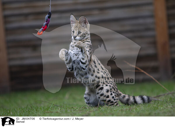 Serval / Serval / JM-04706