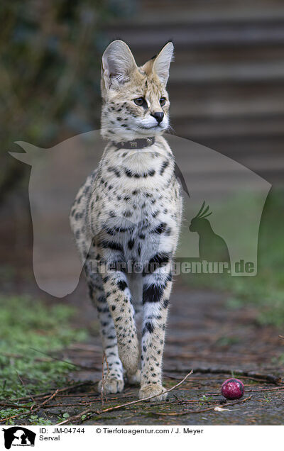 Serval / JM-04744