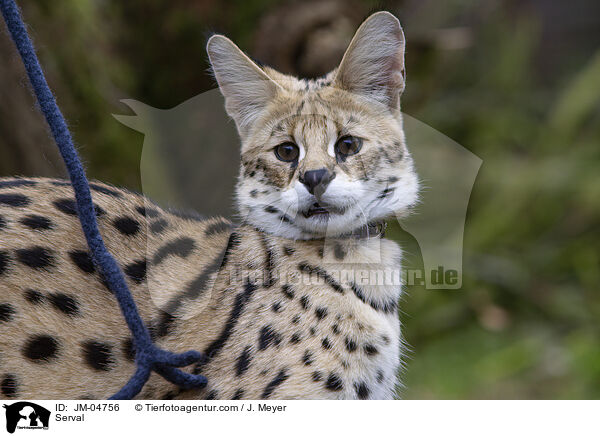 Serval / JM-04756