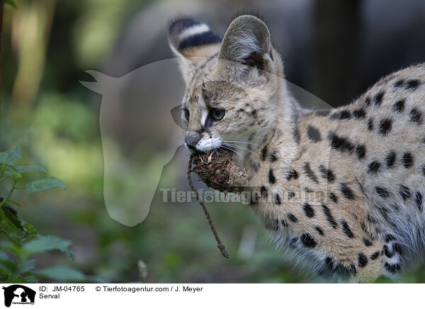 Serval / Serval / JM-04765