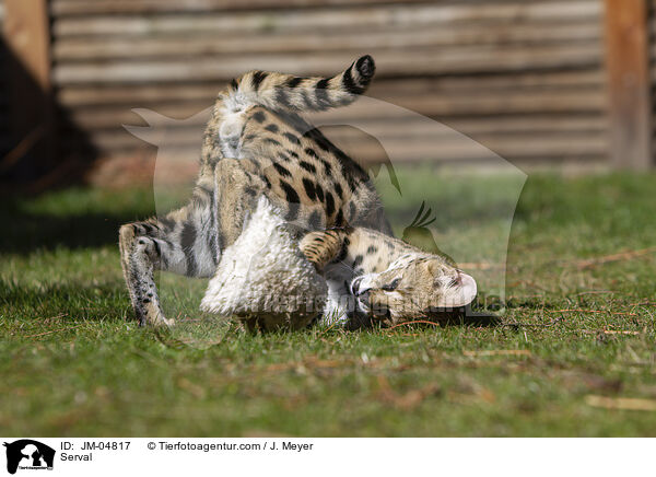 Serval / Serval / JM-04817