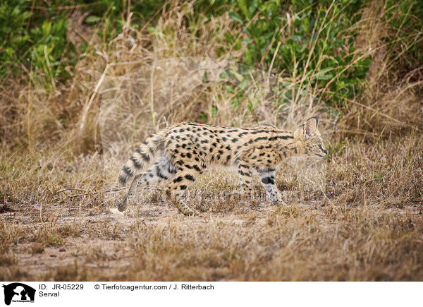 Serval / JR-05229