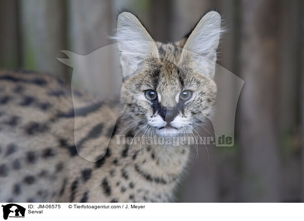 Serval / JM-06575