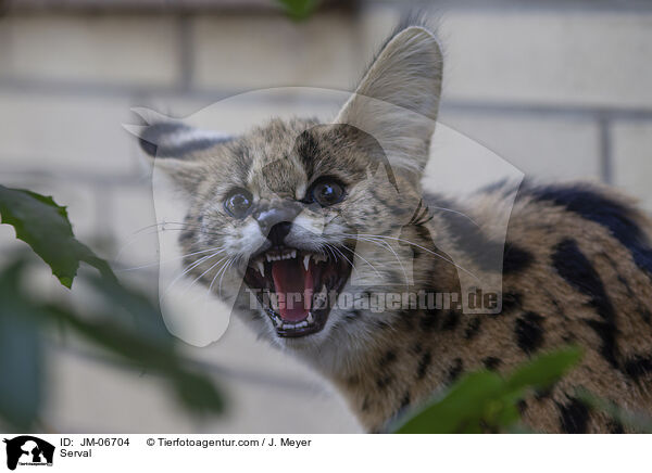 Serval / JM-06704