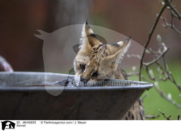 Serval / Serval / JM-06855