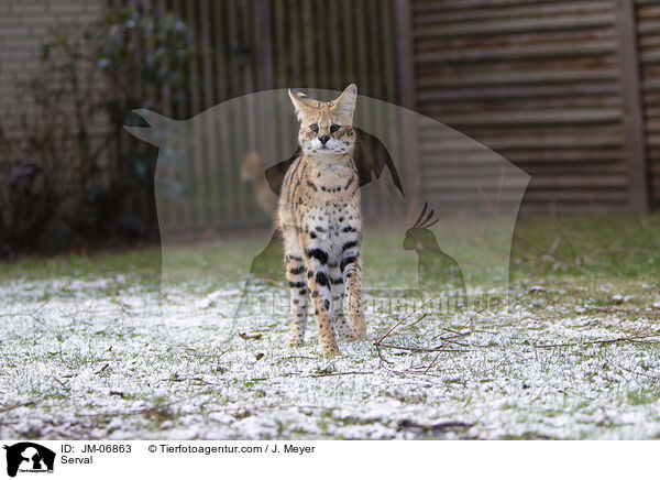 Serval / JM-06863