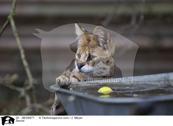 Serval / JM-06871