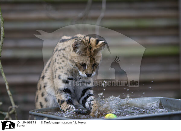 Serval / JM-06873