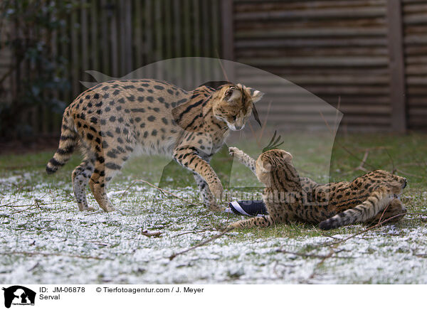 Serval / JM-06878