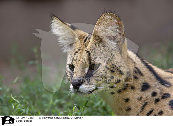 ausgewachsener Serval / adult Serval / JM-12361