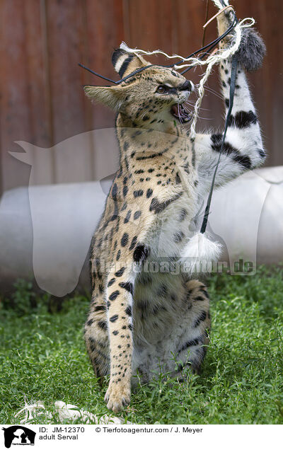 ausgewachsener Serval / adult Serval / JM-12370