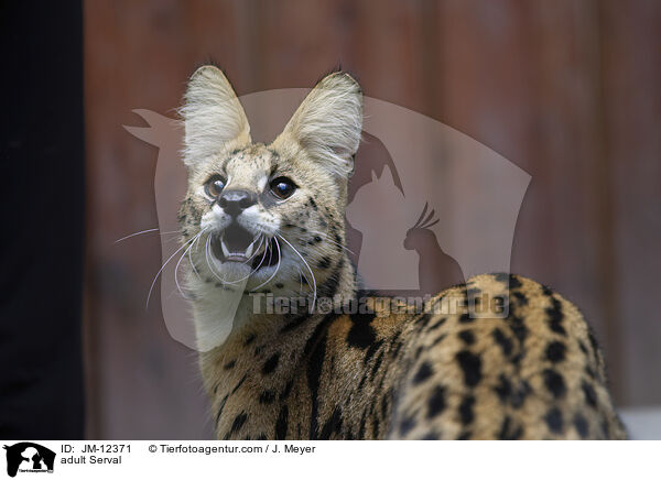 ausgewachsener Serval / adult Serval / JM-12371