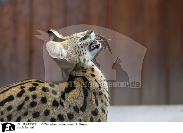 ausgewachsener Serval / adult Serval / JM-12372