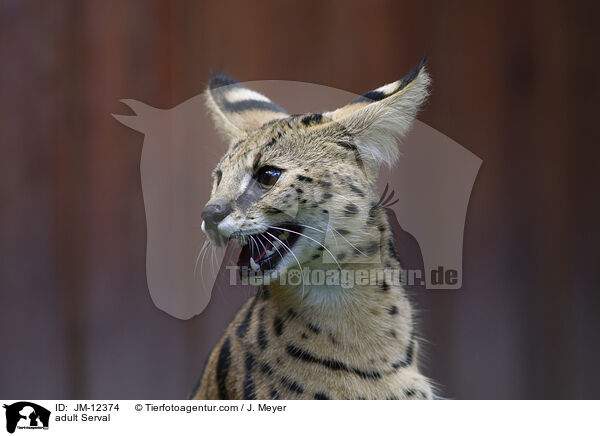 ausgewachsener Serval / adult Serval / JM-12374