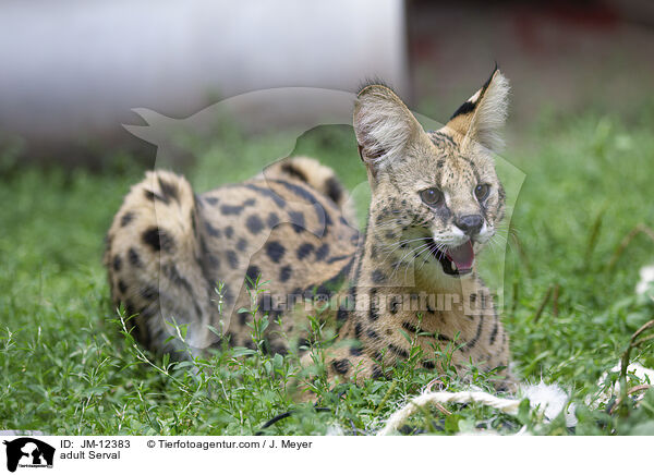 ausgewachsener Serval / adult Serval / JM-12383