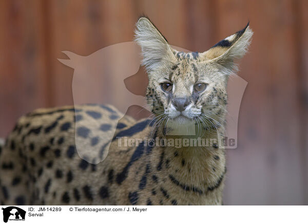 Serval / Serval / JM-14289