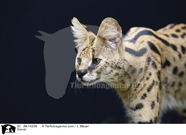 Serval / Serval / JM-14298