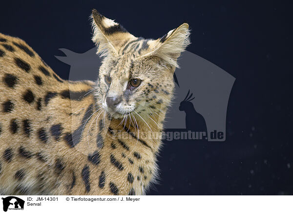 Serval / Serval / JM-14301