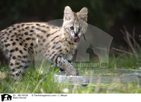 Serval Jungtier / Baby Serval / JM-16036