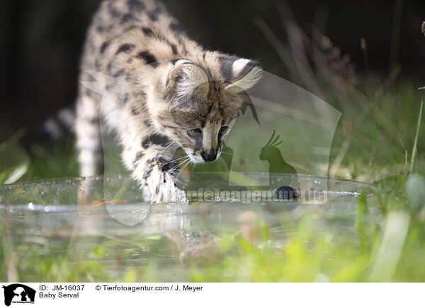 Serval Jungtier / Baby Serval / JM-16037