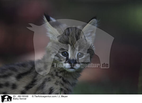 Baby Serval / JM-16048