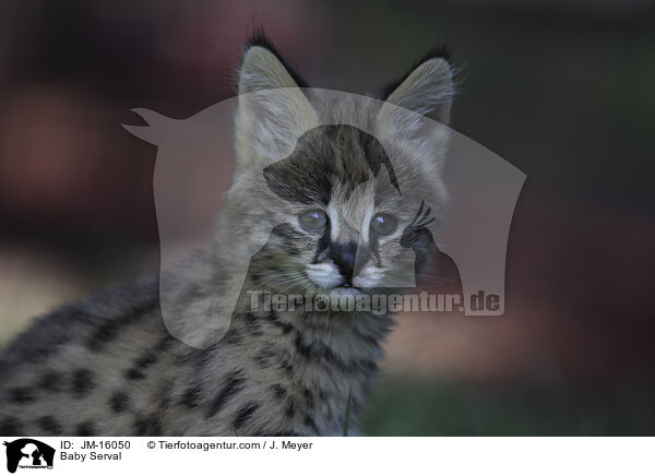 Baby Serval / JM-16050