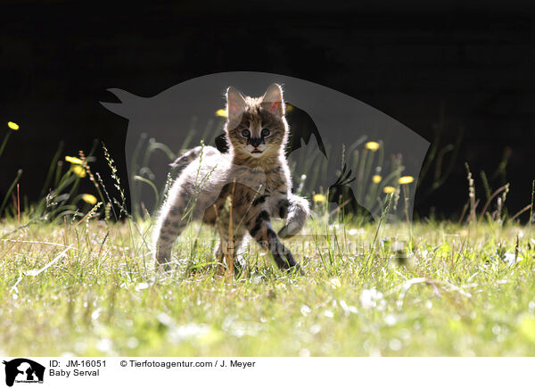 Serval Jungtier / Baby Serval / JM-16051
