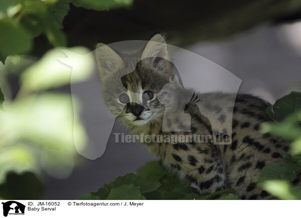 Baby Serval / JM-16052