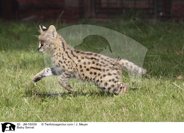 Serval Jungtier / Baby Serval / JM-16059