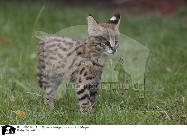 Serval Jungtier / Baby Serval / JM-16061