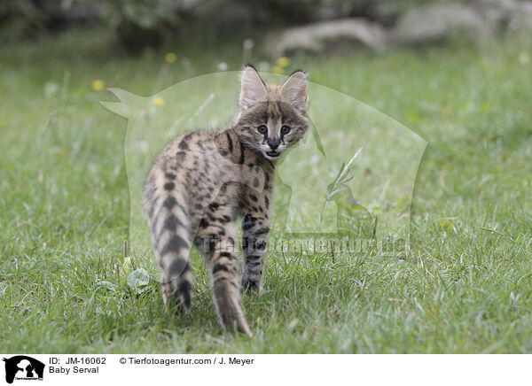 Baby Serval / JM-16062