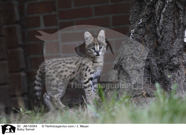 Serval Jungtier / Baby Serval / JM-16064