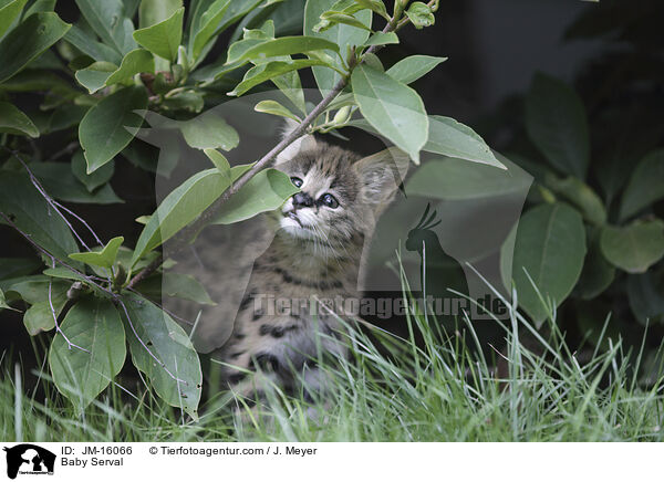 Baby Serval / JM-16066