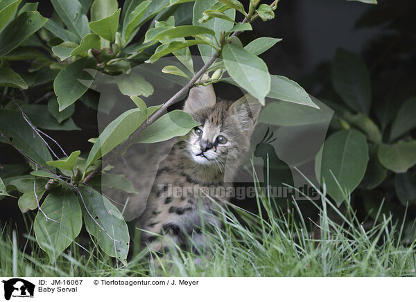 Serval Jungtier / Baby Serval / JM-16067