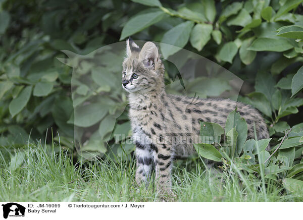 Serval Jungtier / Baby Serval / JM-16069