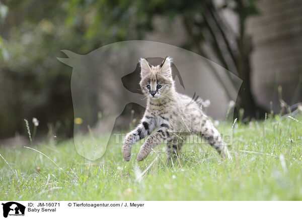 Serval Jungtier / Baby Serval / JM-16071