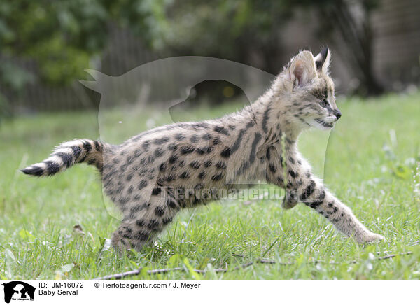 Serval Jungtier / Baby Serval / JM-16072