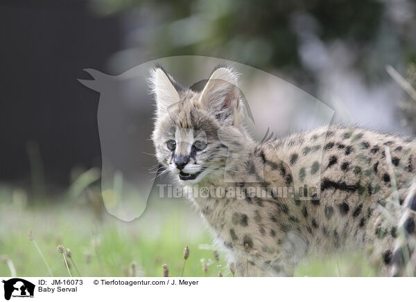 Serval Jungtier / Baby Serval / JM-16073