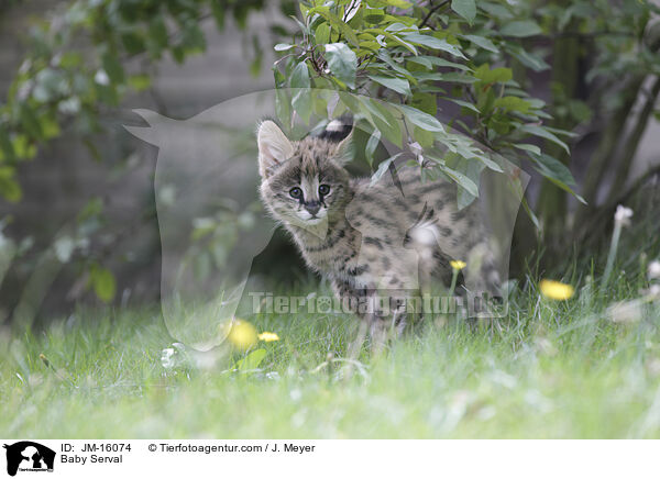 Serval Jungtier / Baby Serval / JM-16074