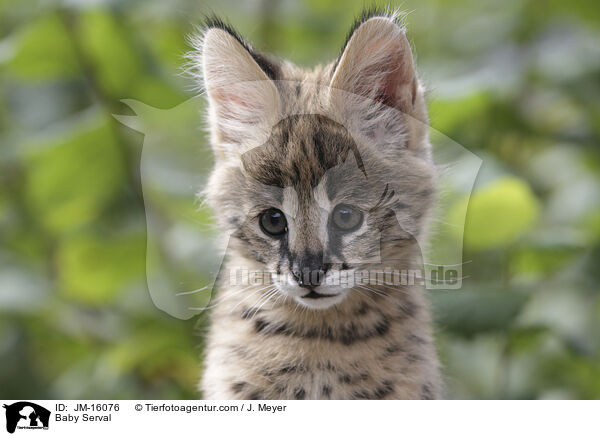 Serval Jungtier / Baby Serval / JM-16076