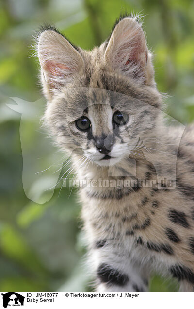 Baby Serval / JM-16077
