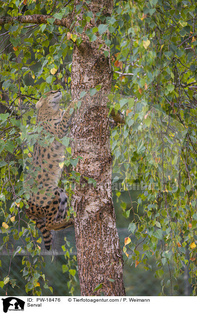 Serval / Serval / PW-18476