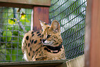 lying Serval